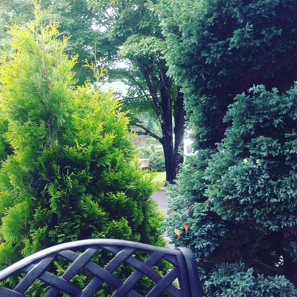 We were surrounded by nature at our table, and could see the water beyond the trees...