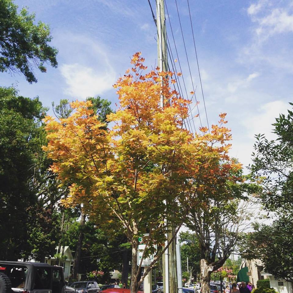 One tree already changing color on Main St.