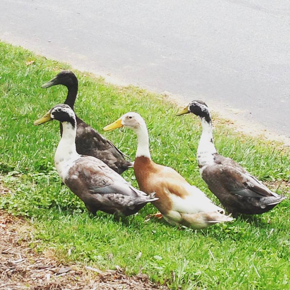 This was the first picture I snapped, before we seated on the outside deck @ Chetola's Timerlake Restuarant.