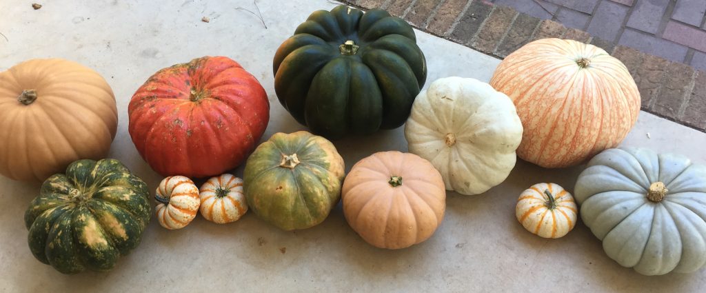 Succulent Pumpkins