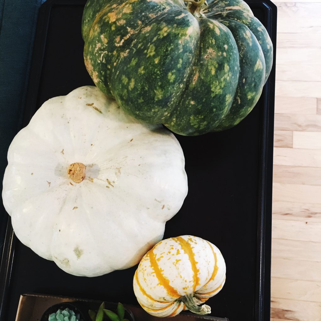 Succulent Pumpkins