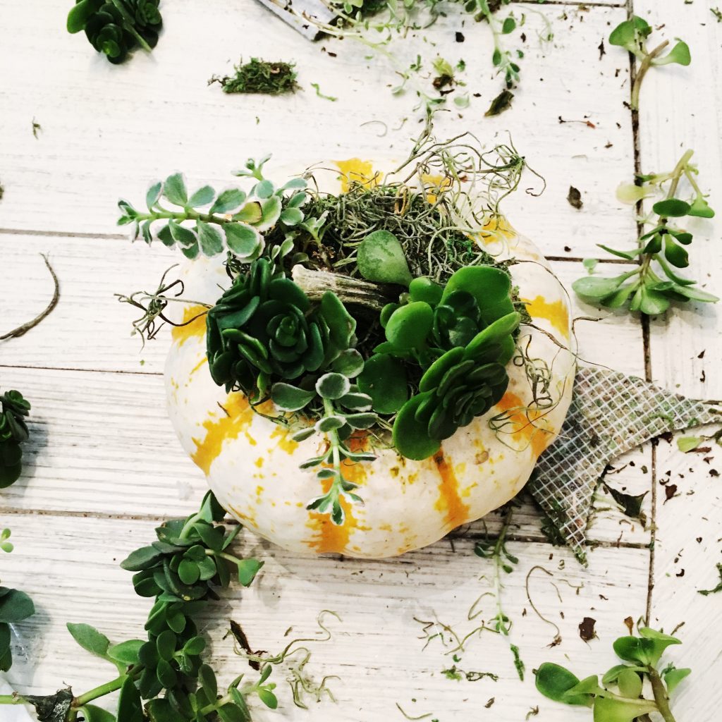 Succulent Pumpkins