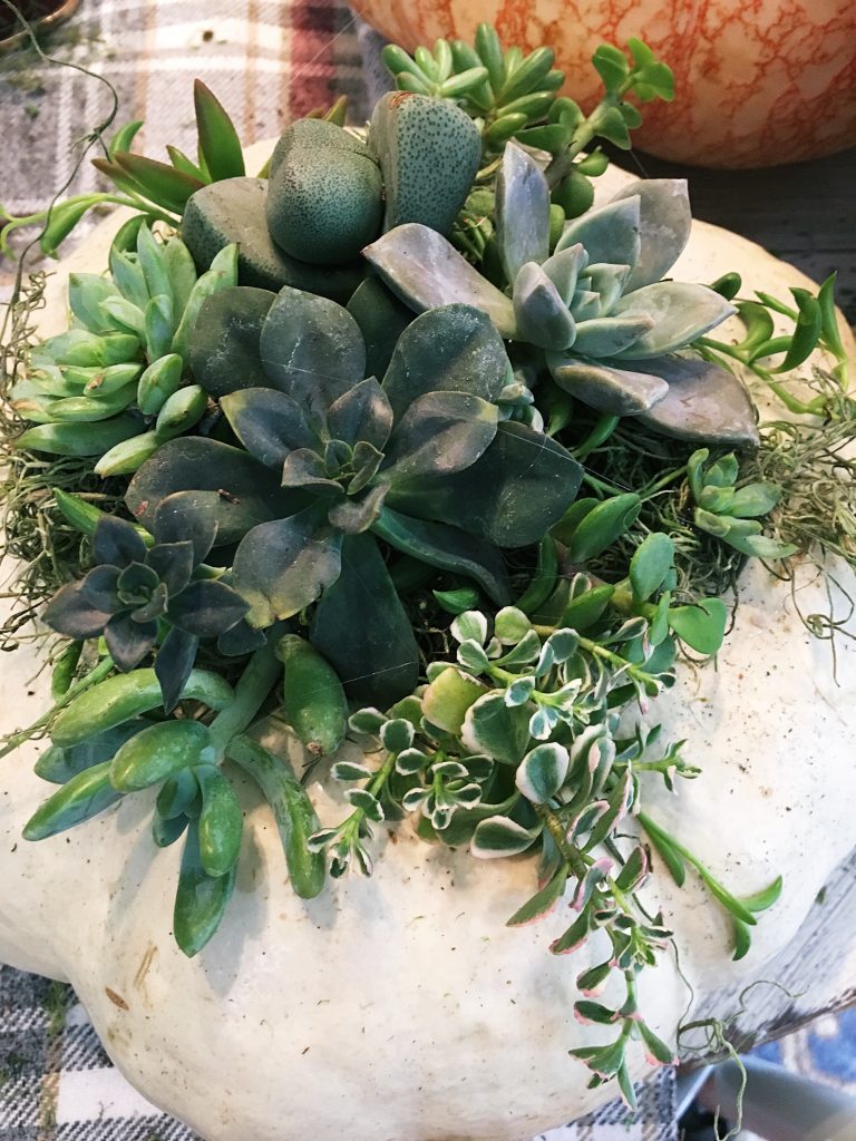 Succulent Pumpkins