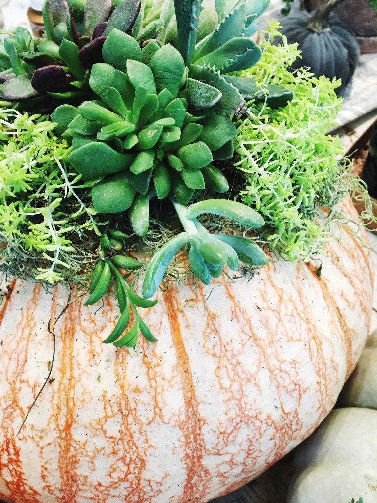 Succulent Pumpkins