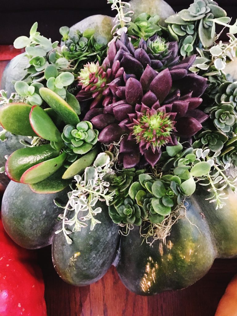 Succulent Pumpkins