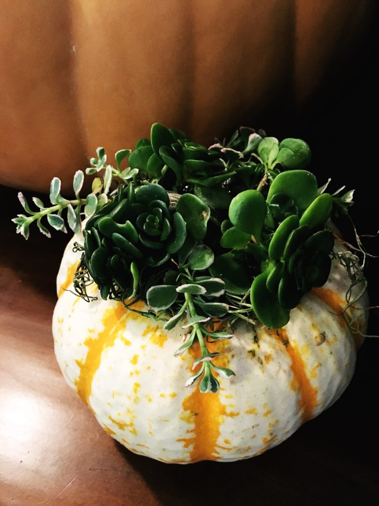 Succulent Pumpkins